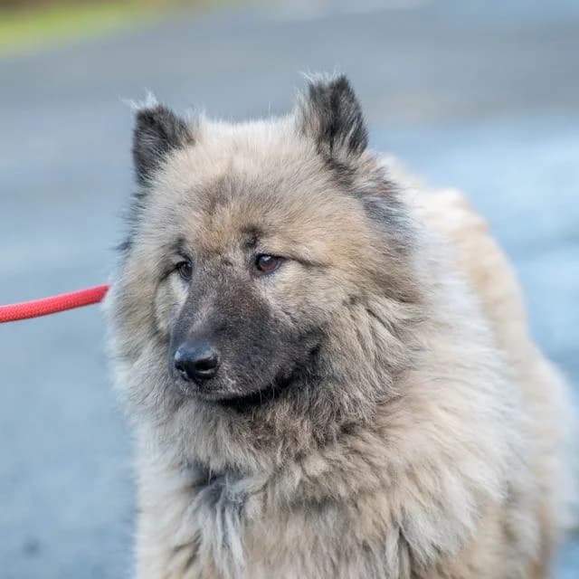 Promise, female young Mixed Breed for adoption at SPA de Loire Atlantique, Nantes