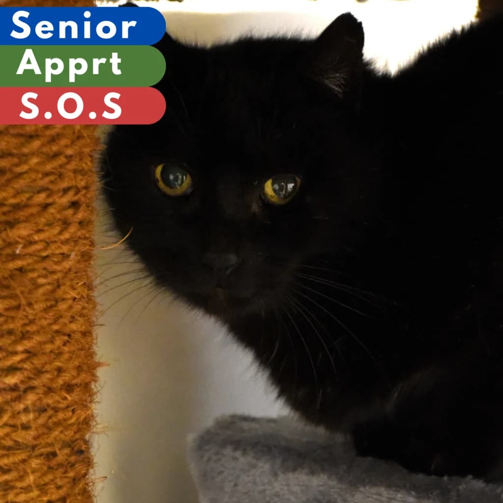 Erebus,  Mixed Breed for adoption at SPA de Loire Atlantique, Nantes