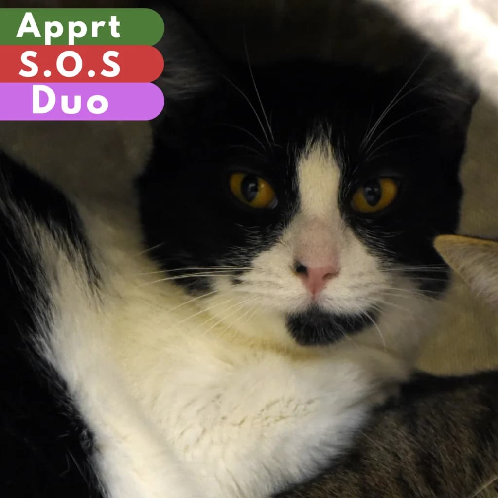 Frenegonde,  Mixed Breed for adoption at SPA de Loire Atlantique, Nantes