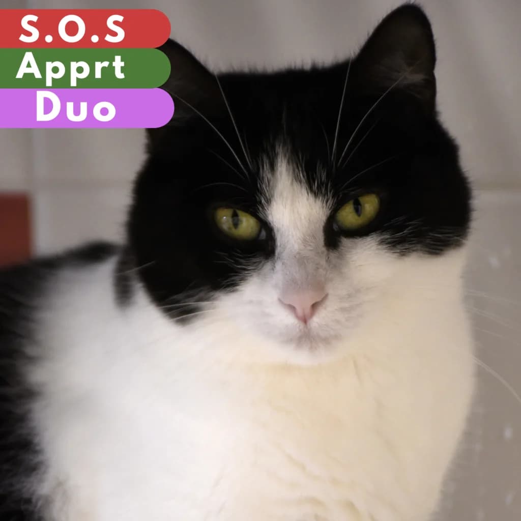 Ombrelle,  Mixed Breed for adoption at SPA de Loire Atlantique, Nantes