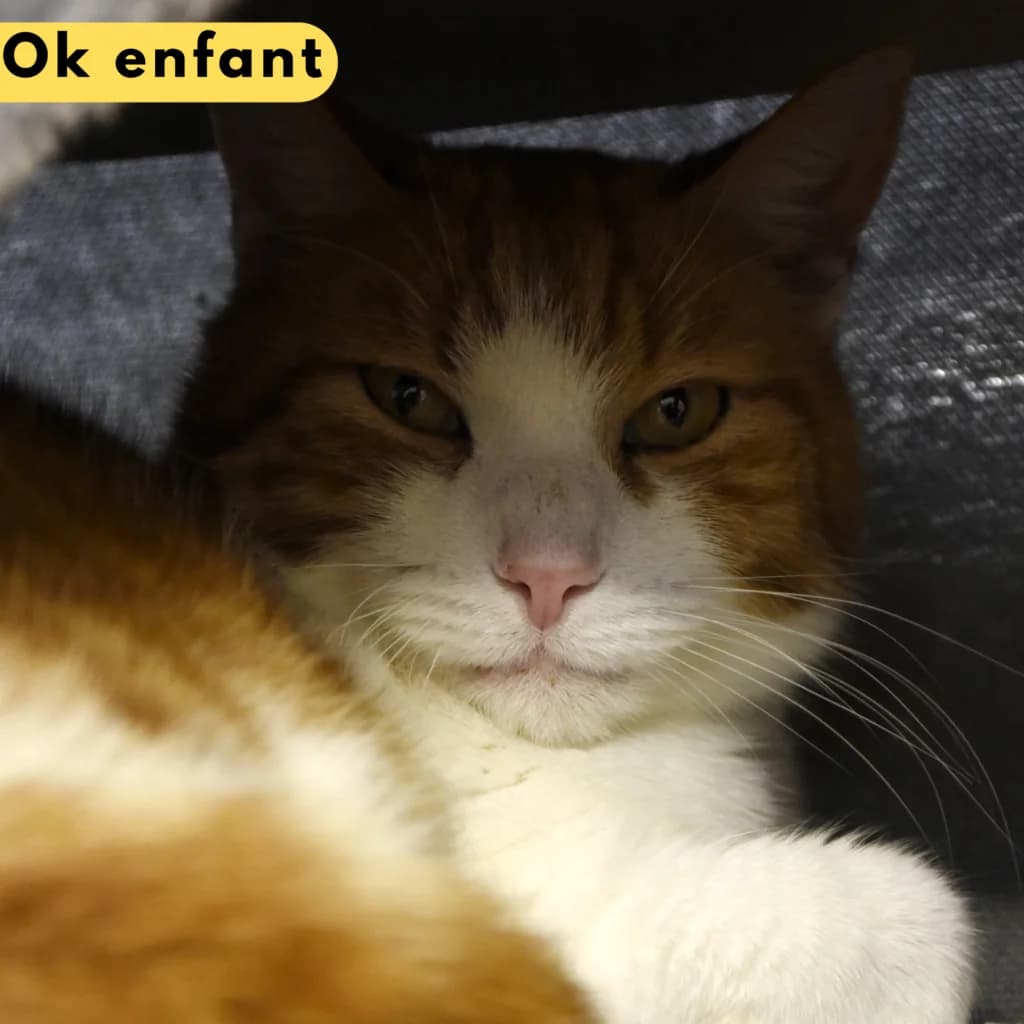 Papayo, Mixed Breed for adoption at SPA de Loire Atlantique, Nantes