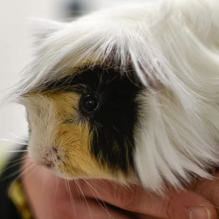 Patchouli,  Mixed Breed for adoption at SPA de Loire Atlantique, Nantes