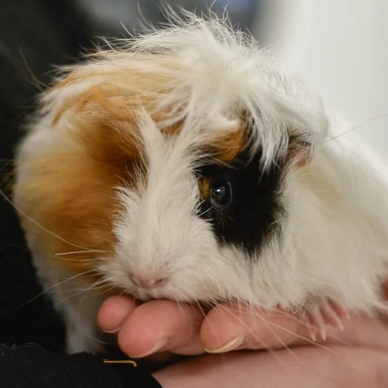 Peanut,  Mixed Breed for adoption at SPA de Loire Atlantique, Nantes