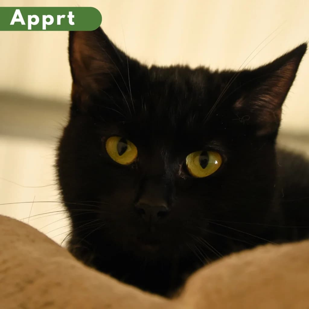 Phrenapates,  Mixed Breed for adoption at SPA de Loire Atlantique, Nantes