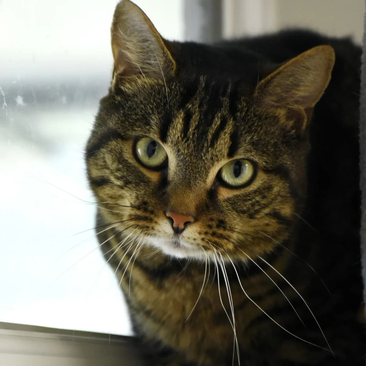 Ricardo, male 6yo Mixed Breed for adoption at SPA de Loire Atlantique, Nantes