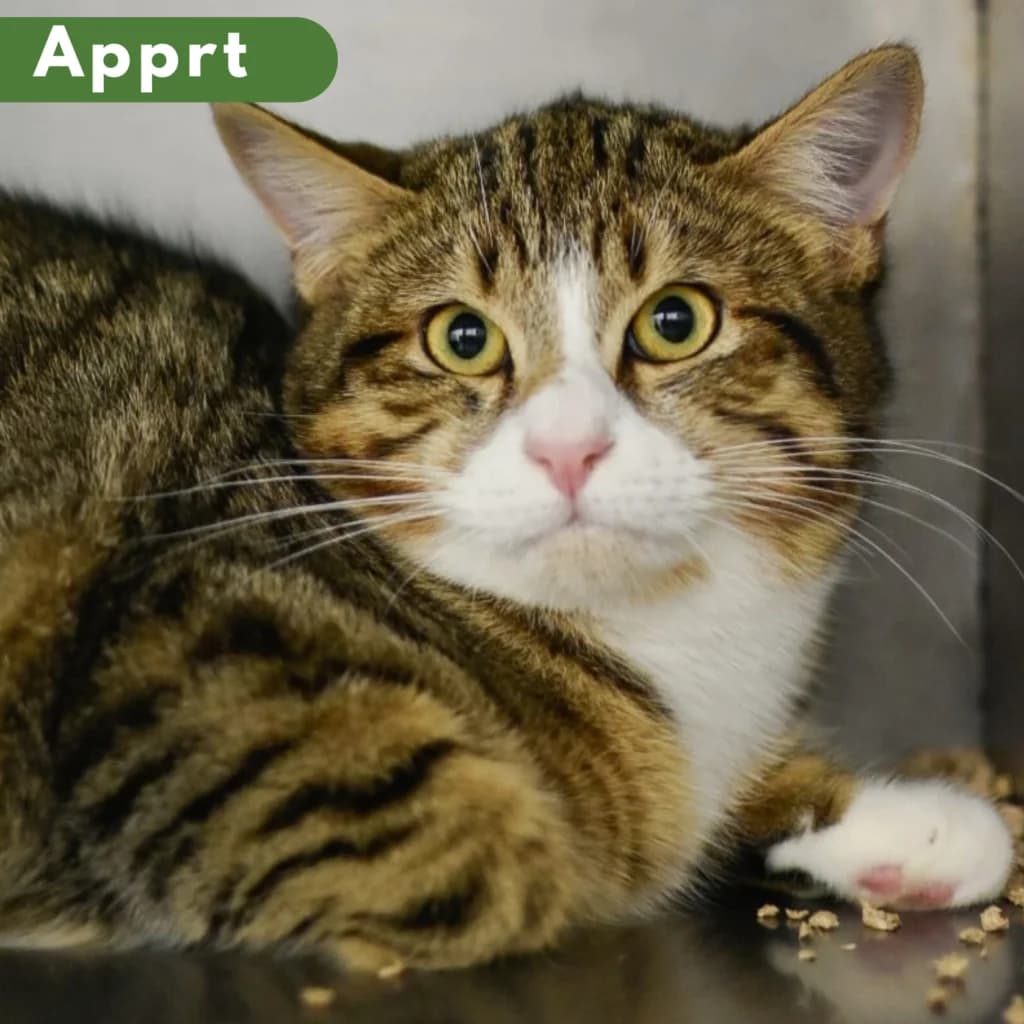 Samsari, female Mixed Breed for adoption at SPA de Loire Atlantique