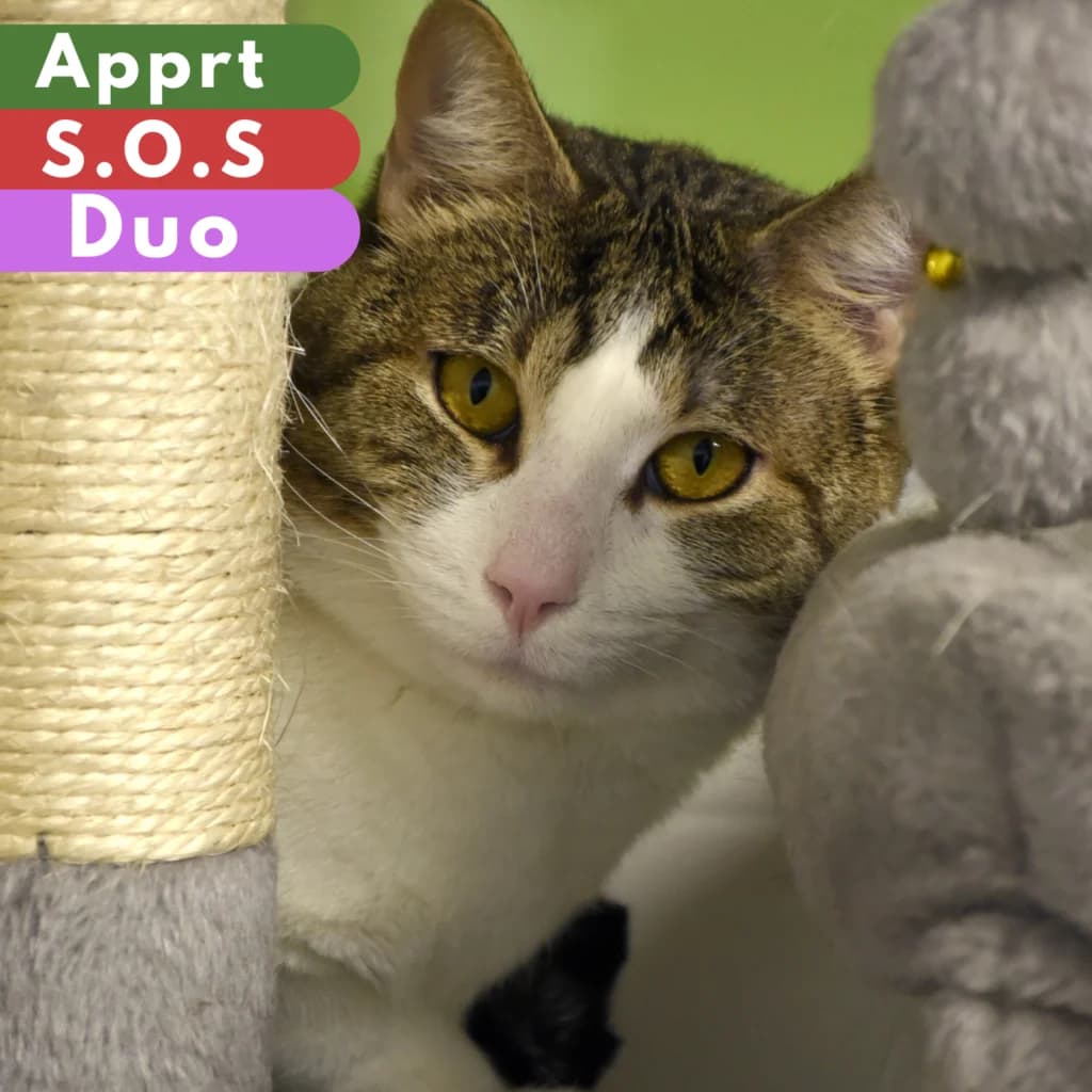 Templier,  Mixed Breed for adoption at SPA de Loire Atlantique, Nantes