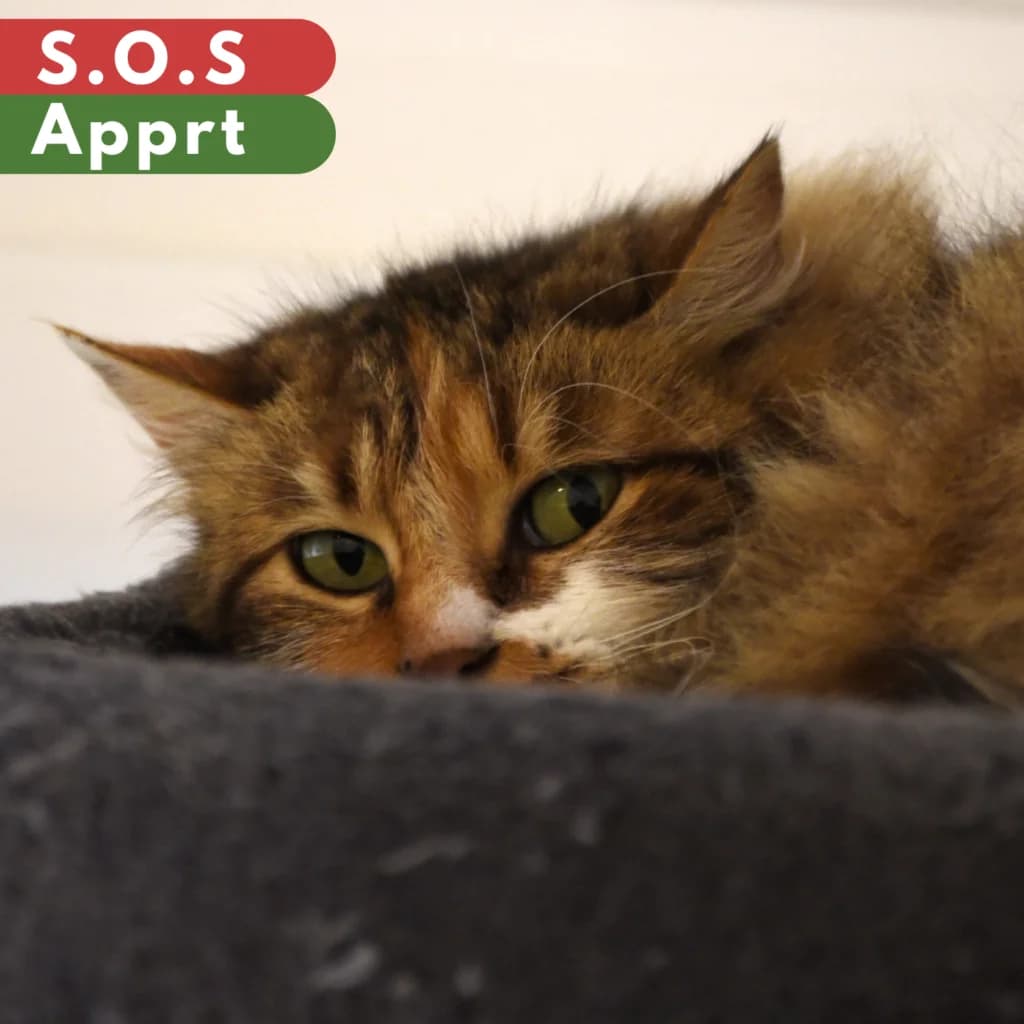 Delhi, female 4yo Mixed Breed for adoption at SPA de Loire Atlantique, Nantes