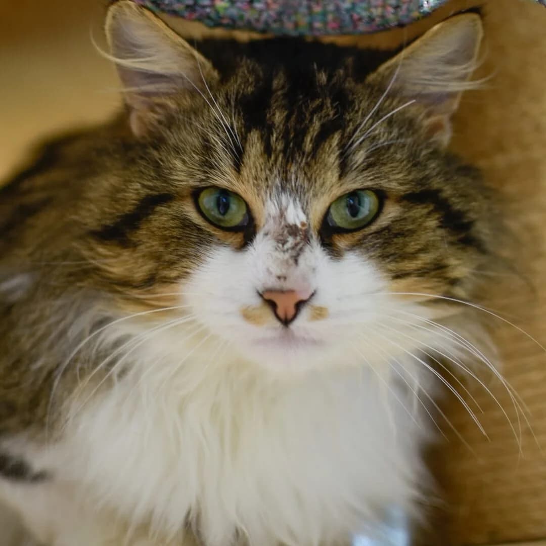 Gérald, Mixed Breed for adoption at SPA de Loire Atlantique, Nantes