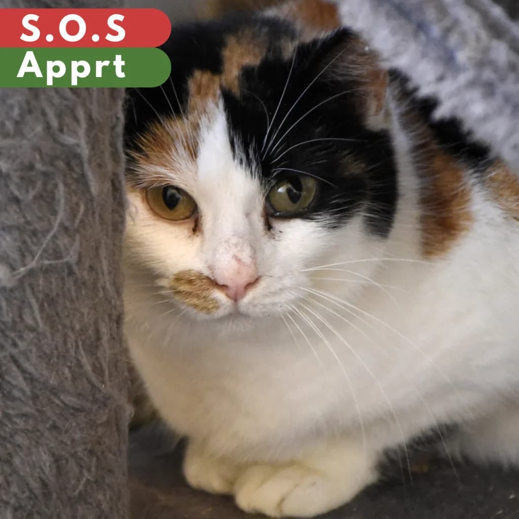 Jalebi,  Mixed Breed for adoption at SPA de Loire Atlantique, Nantes