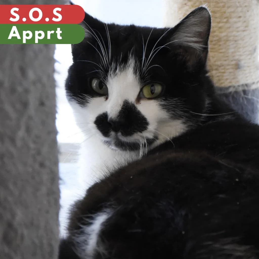 Maharaja,  Mixed Breed for adoption at SPA de Loire Atlantique, Nantes