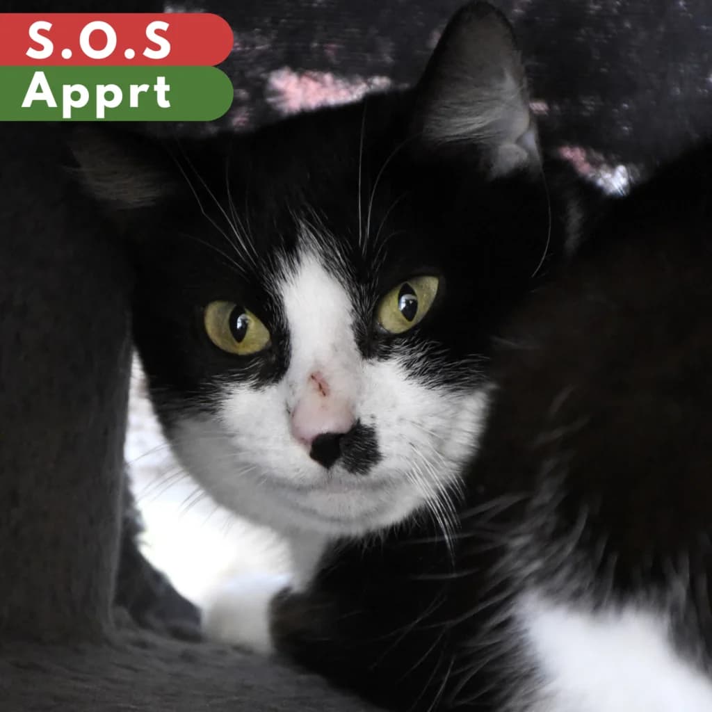 Massala,  Mixed Breed for adoption at SPA de Loire Atlantique, Nantes