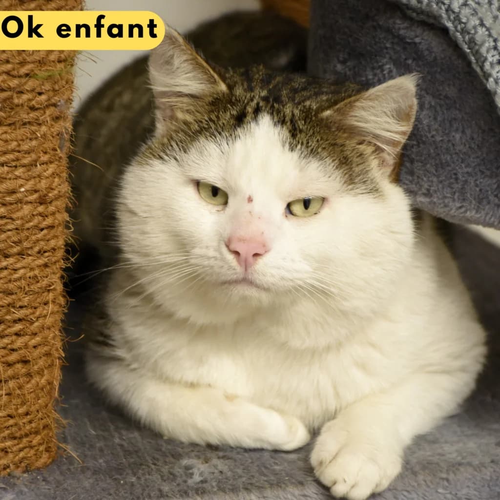 Monchéri, Mixed Breed for adoption at SPA de Loire Atlantique, Nantes