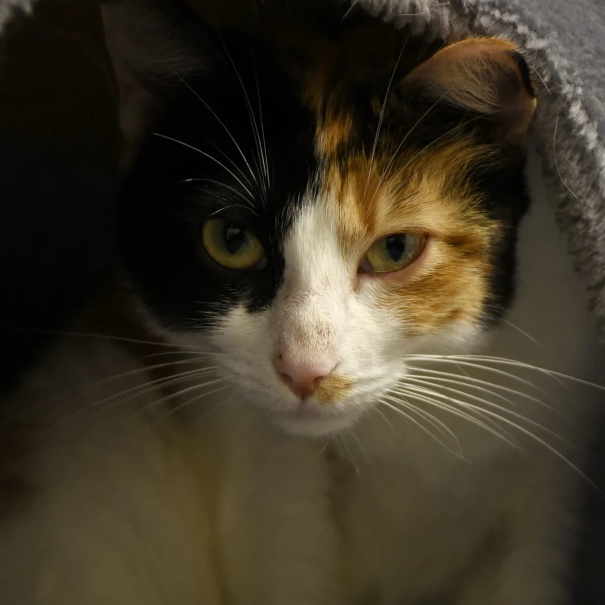 Mulligan,  Mixed Breed for adoption at SPA de Loire Atlantique, Nantes