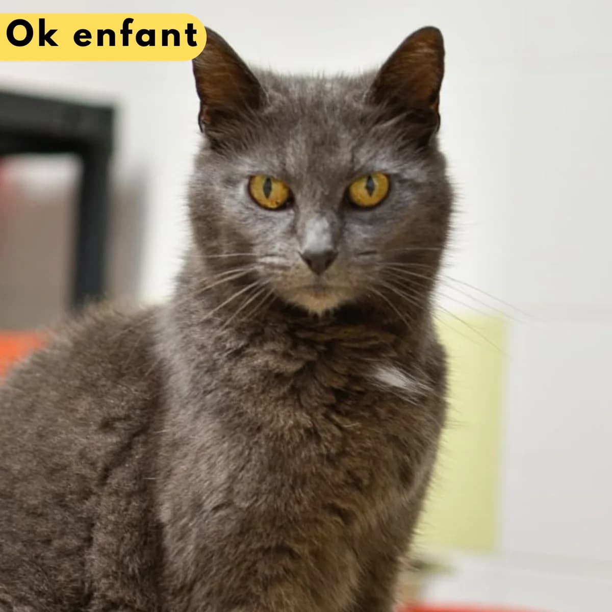 Six-seven,  Mixed Breed for adoption at SPA de Loire Atlantique, Nantes