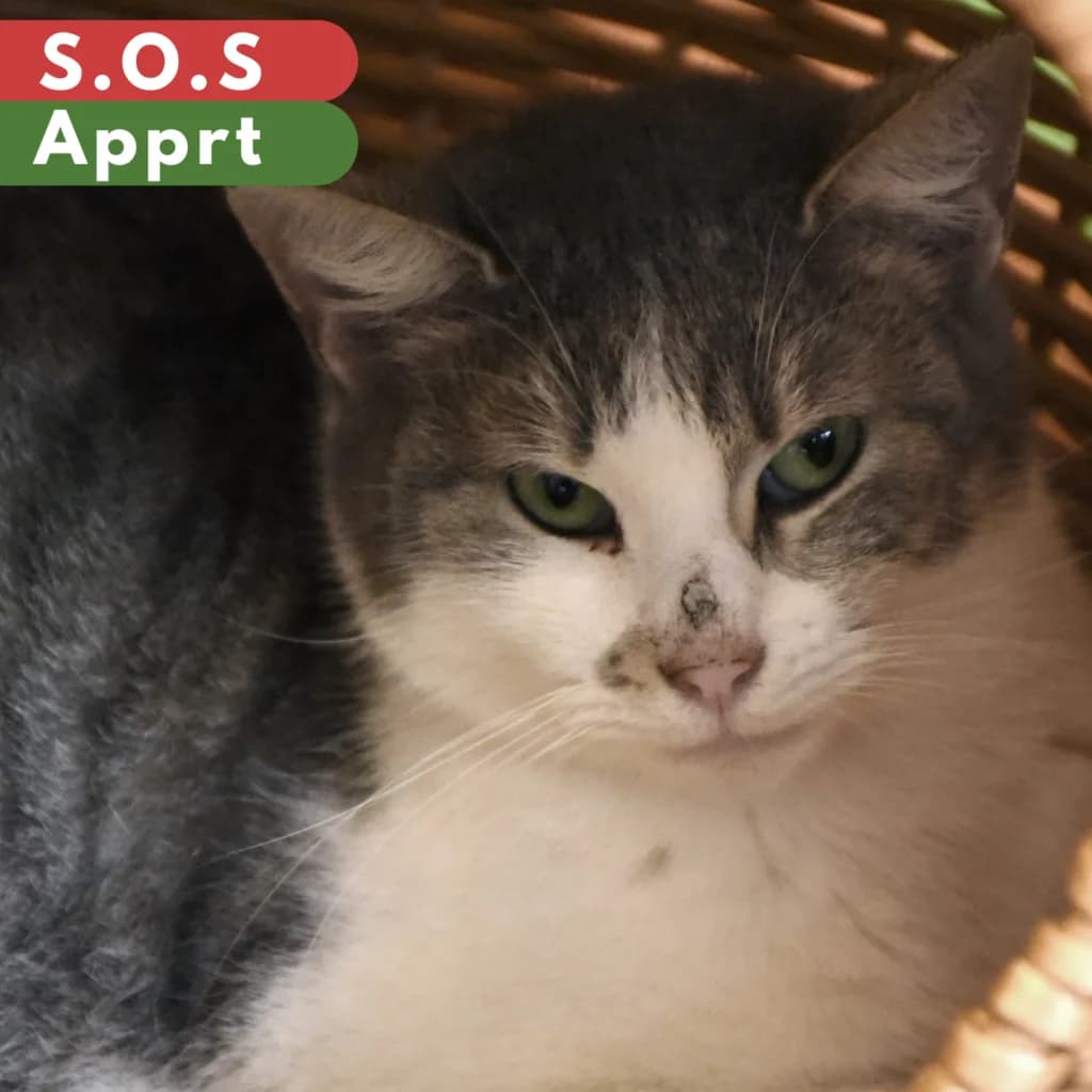 Vindaloo,  Mixed Breed for adoption at SPA de Loire Atlantique, Nantes