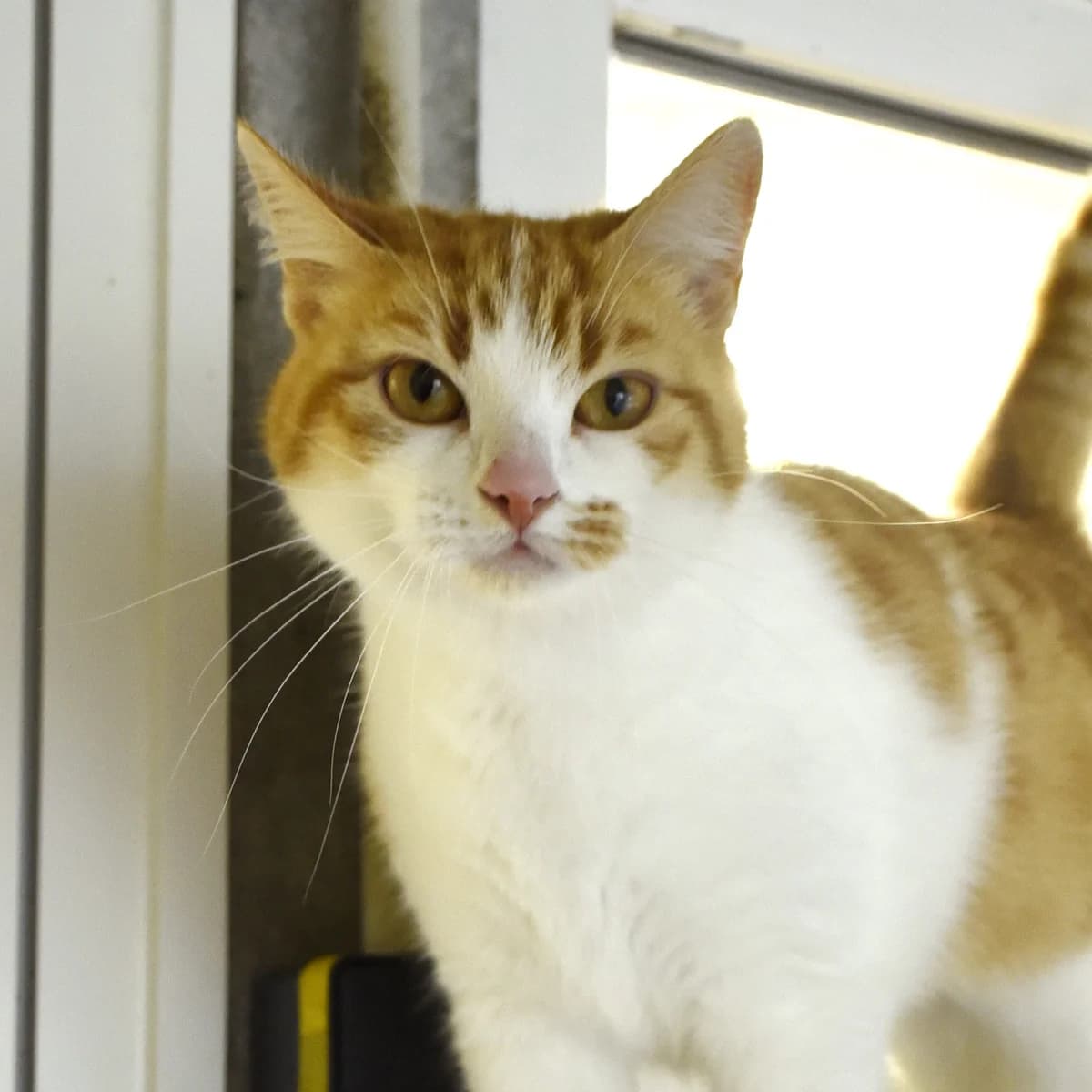 Blanche, Mixed Breed for adoption at SPA de Loire Atlantique, Nantes