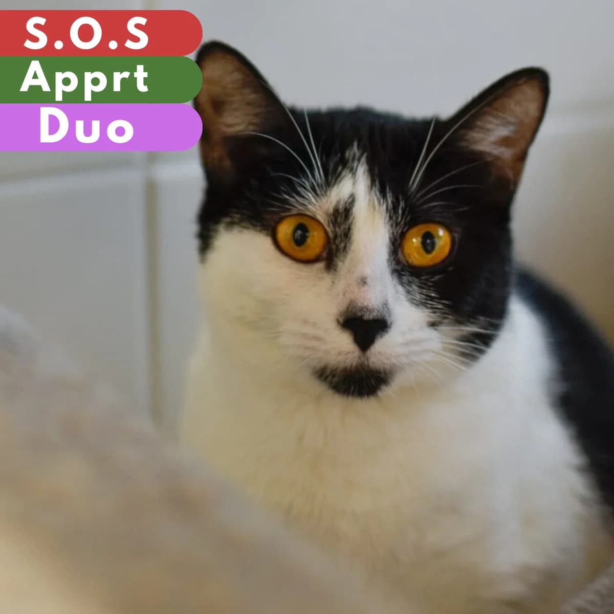 Croisade, female young Mixed Breed for adoption at SPA de Loire Atlantique, Nantes