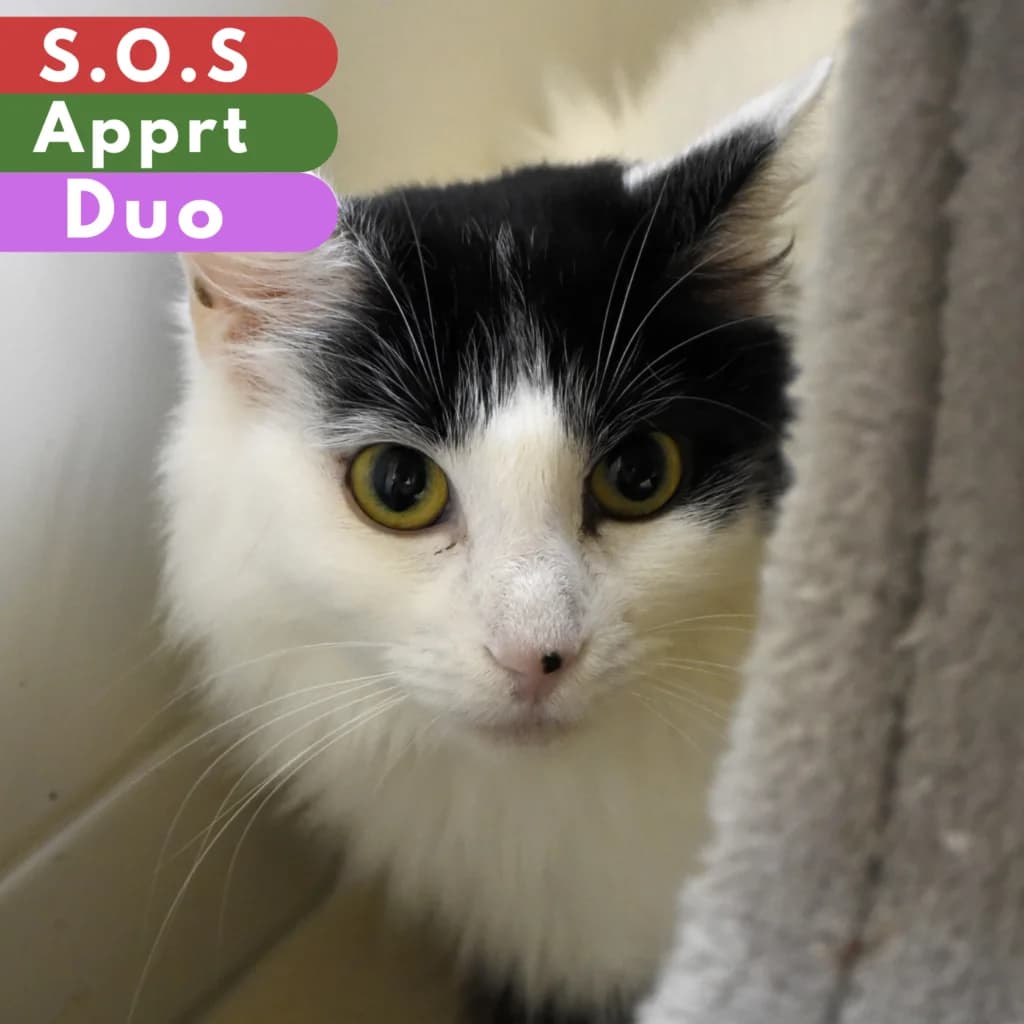 Guenièvre, female 3yo Mixed Breed for adoption at SPA de Loire Atlantique, Nantes