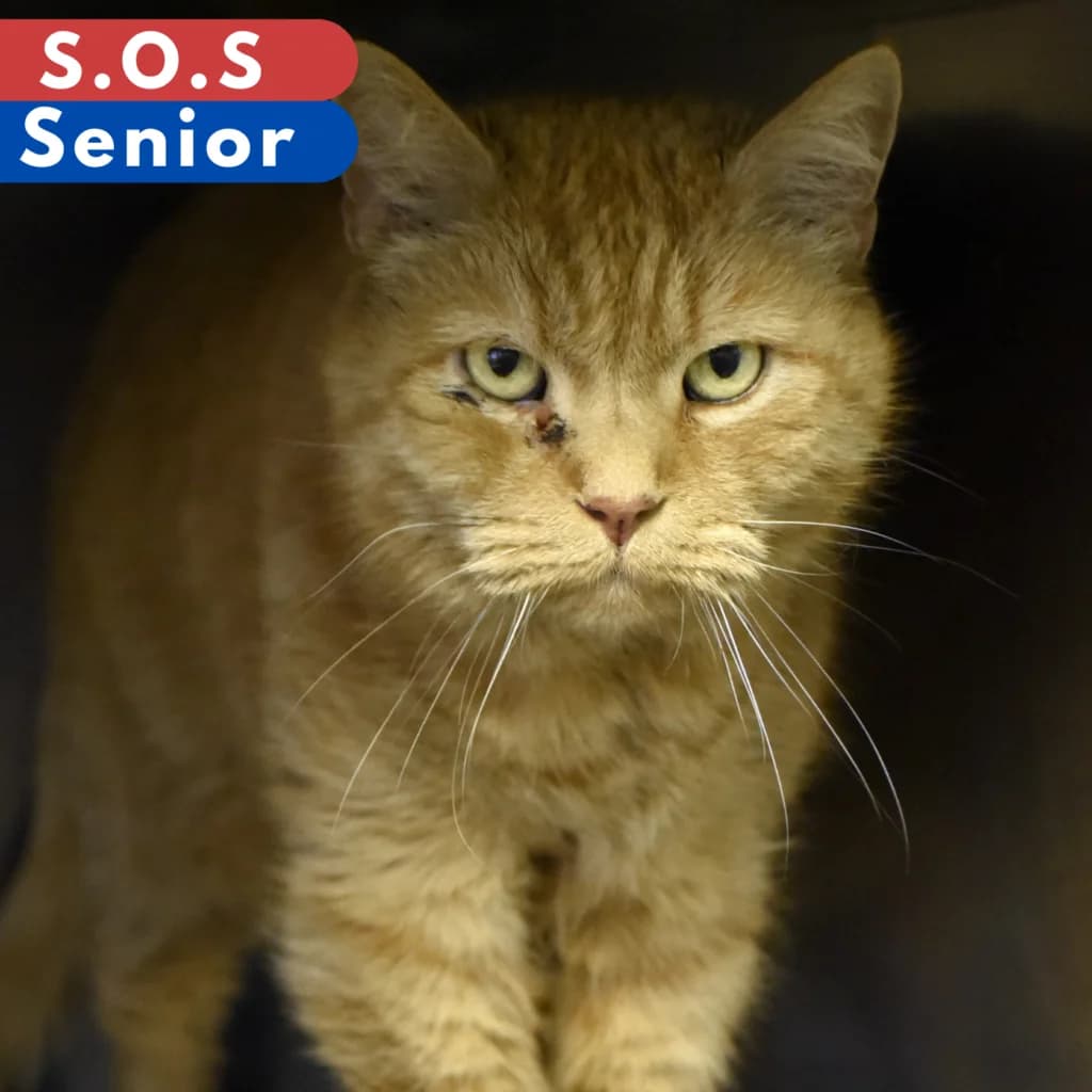 Ibis, male senior Mixed Breed for adoption at SPA de Loire Atlantique, Nantes