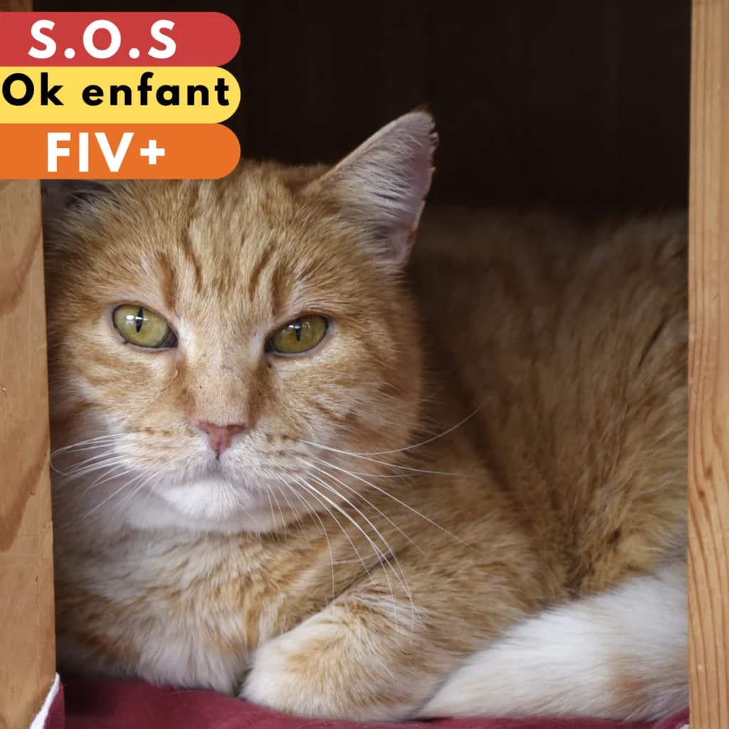 Flocon (Joey), Mixed Breed for adoption at SPA de Loire Atlantique, Nantes