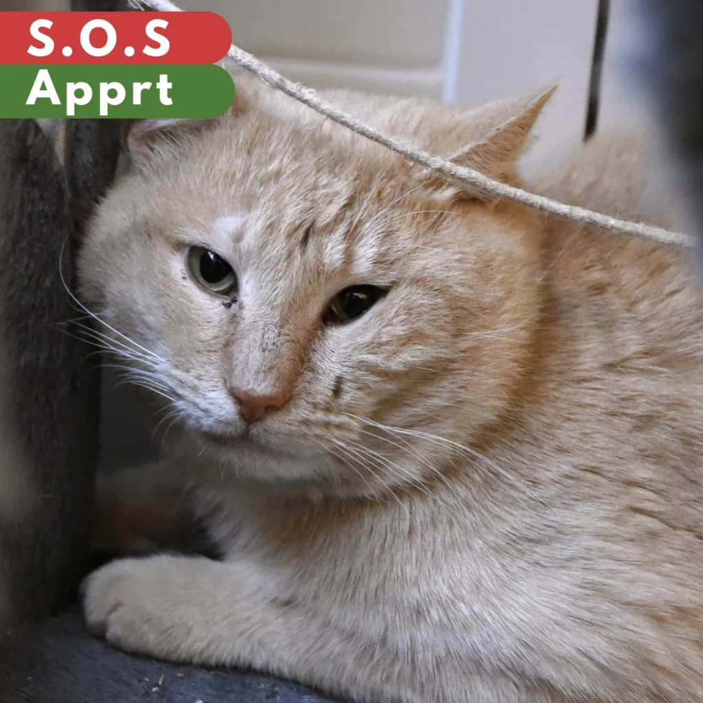 Madras, Mixed Breed for adoption at SPA de Loire Atlantique, Nantes