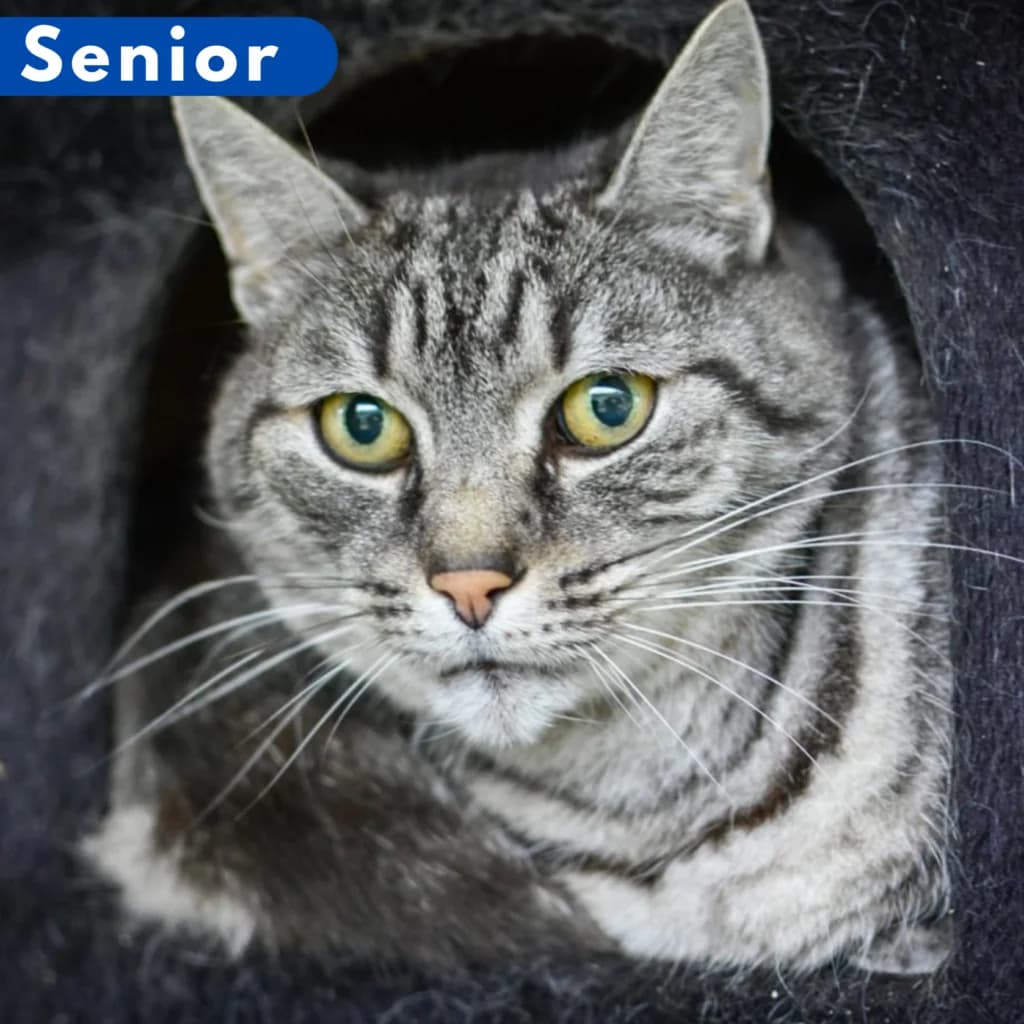 Minou,  Mixed Breed for adoption at SPA de Loire Atlantique, Nantes