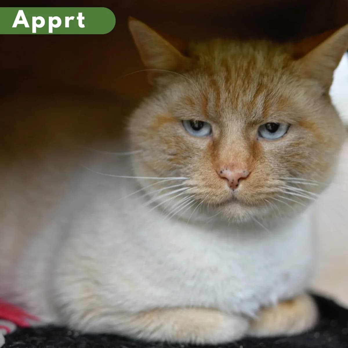 Mr Patate,  Mixed Breed for adoption at SPA de Loire Atlantique, Nantes