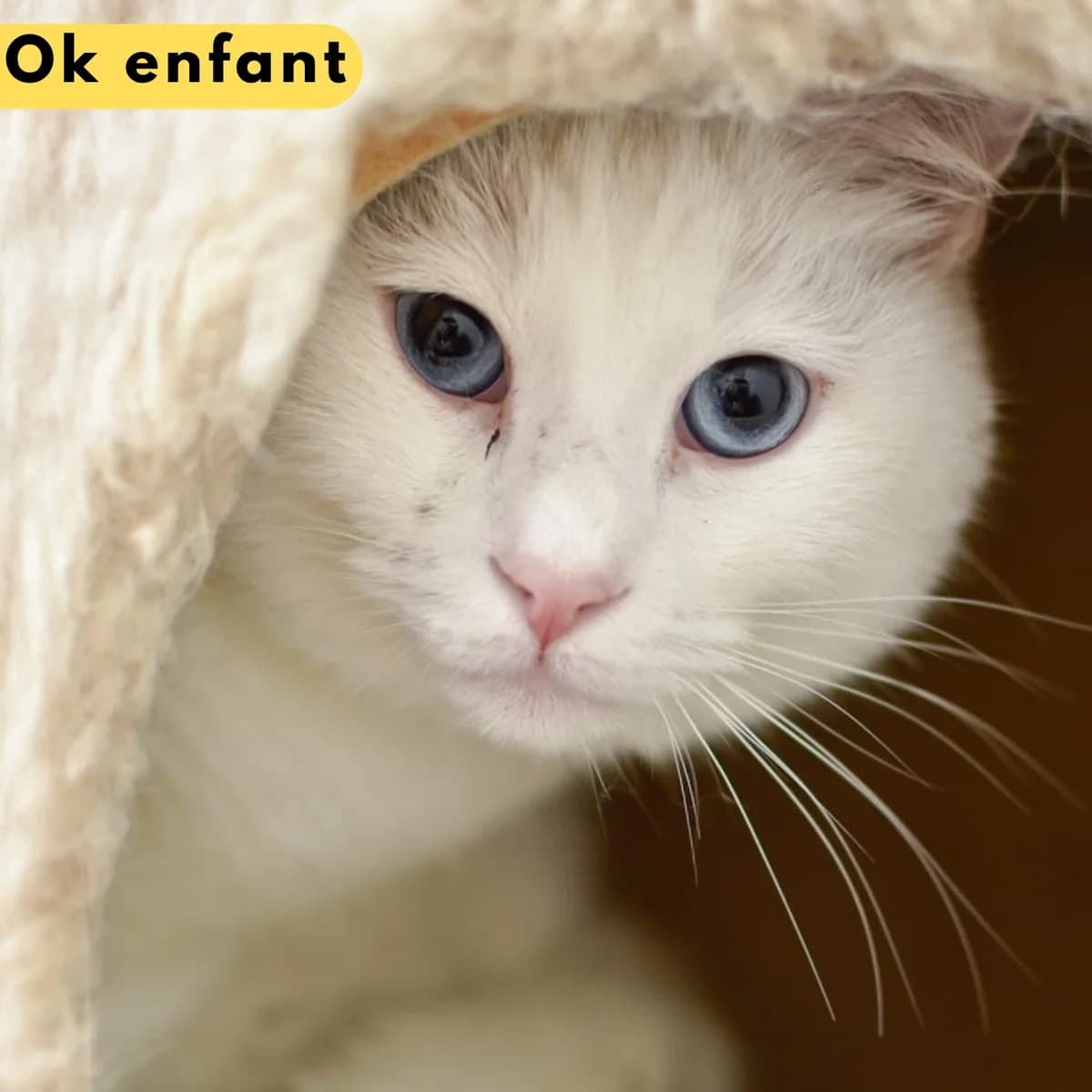 Snowflake (Sacha), male puppy Mixed Breed for adoption at SPA de Loire Atlantique, Nantes