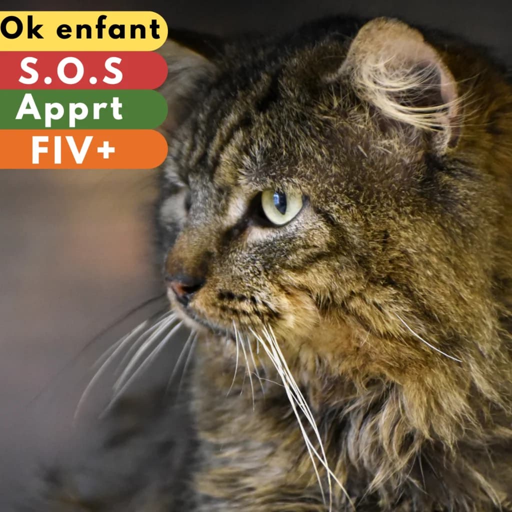 Tigron, male 7yo Mixed Breed for adoption at SPA de Loire Atlantique, Nantes
