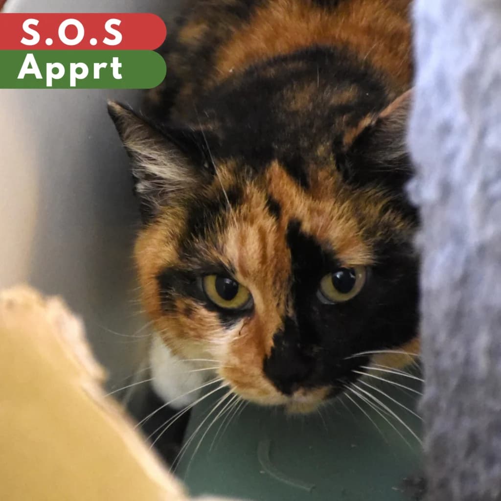 Tikka,  Mixed Breed for adoption at SPA de Loire Atlantique, Nantes