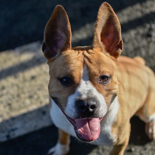 Vegas, male puppy Mixed Breed for adoption at SPA de Loire Atlantique, Nantes
