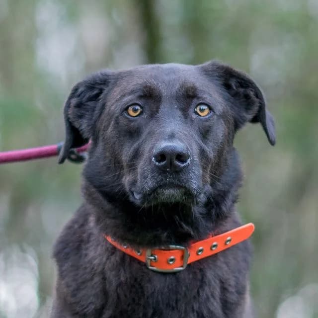 Helios, male puppy Labrador Retriever for adoption at SPA de Loire Atlantique, Nantes