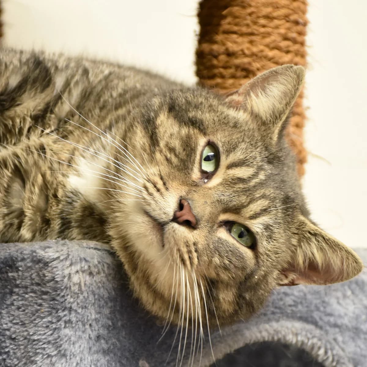 Zagros,  Mixed Breed for adoption at SPA de Loire Atlantique, Nantes