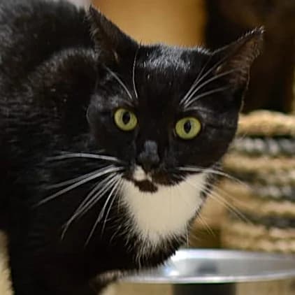 Monica, Mixed Breed for adoption at SPA de Loire Atlantique, Nantes