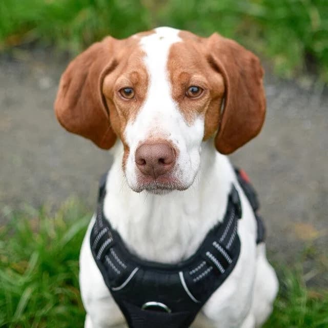Sultane, female puppy Brittany Spaniel for adoption at SPA de Loire Atlantique, Nantes