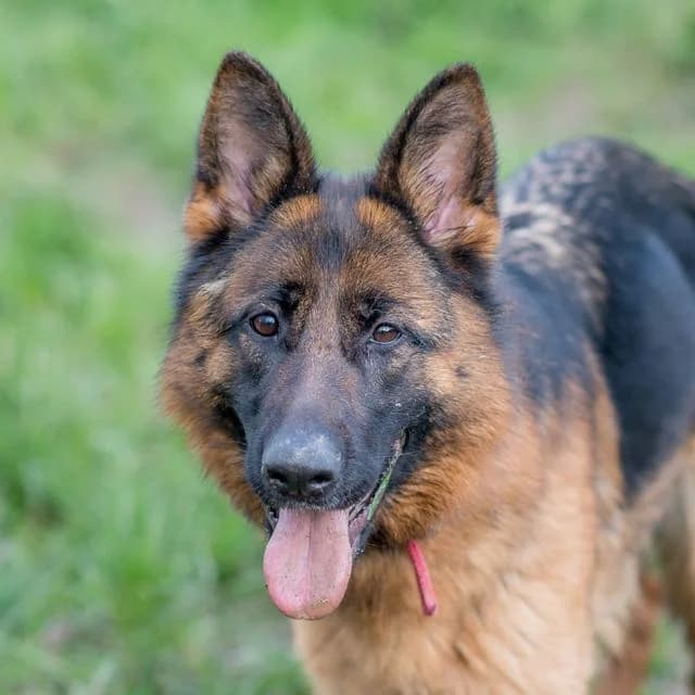 Venus, female puppy Mixed Breed for adoption at SPA de Loire Atlantique, Nantes