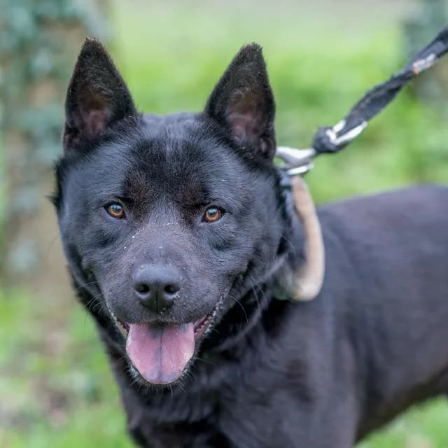 Rocky, Mixed Breed for adoption at SPA de Loire Atlantique, Nantes