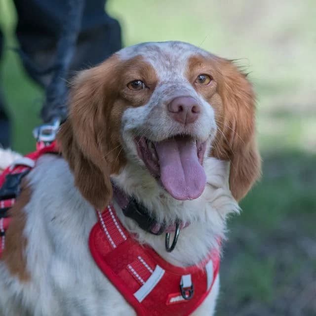 Scofield,  Mixed Breed for adoption at SPA de Loire Atlantique, Nantes