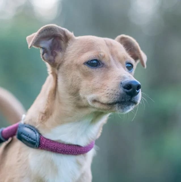 Asticot, male puppy mixed breed for adoption at SPA de Loire Atlantique, Nantes