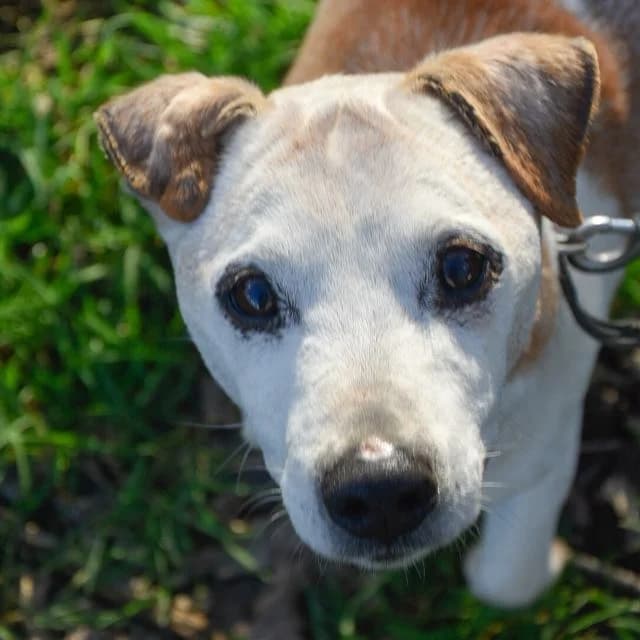 Zanou, male puppy Mixed Breed for adoption at SPA de Loire Atlantique, Nantes