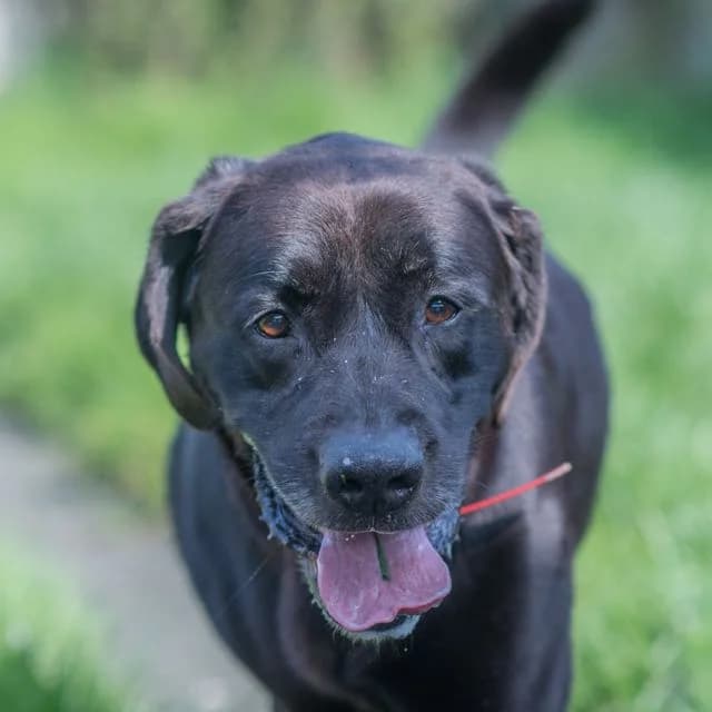 Lasko, male senior Mixed Breed for adoption at SPA de Loire Atlantique, Nantes