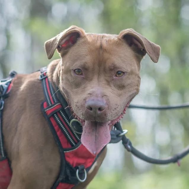 Sheryn, female young mixed breed for adoption at SPA de Loire Atlantique, Nantes