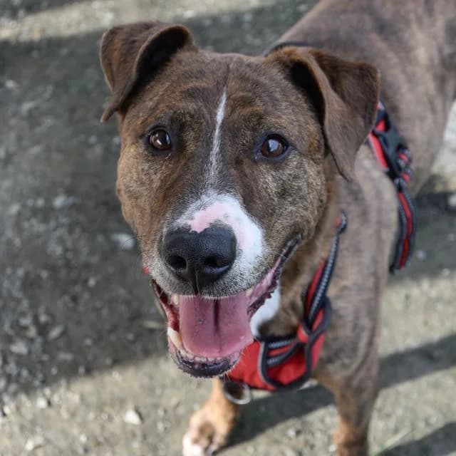 Mc Cain, mixed breed for adoption at SPA de Loire Atlantique, Nantes