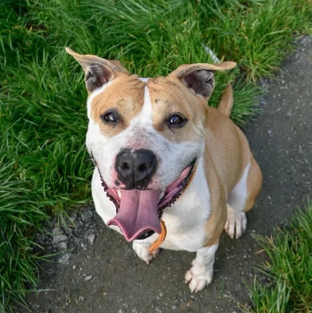 Thelia, mixed breed for adoption at SPA de Loire Atlantique, Nantes