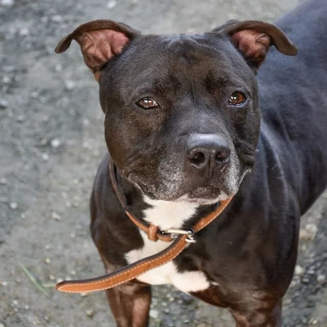 Tibo, male senior Mixed Breed for adoption at SPA de Loire Atlantique, Nantes