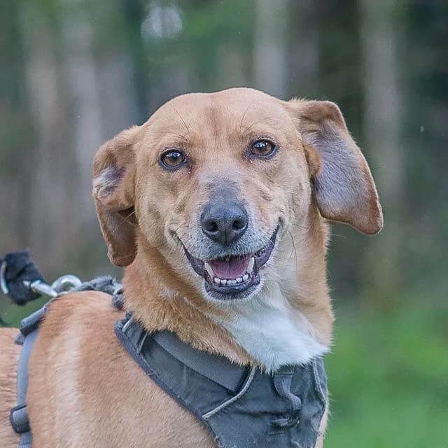 Rita, female 5yo mixed breed for adoption at SPA de Loire Atlantique, Nantes