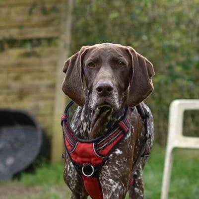 Tosca, female 6yo Mixed Breed for adoption at SPA de Loire Atlantique, Nantes