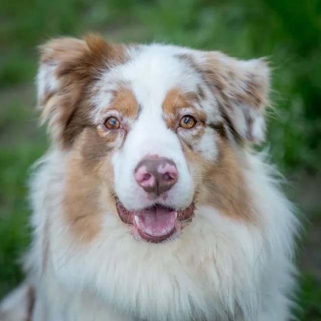 Volt, male puppy Mixed Breed for adoption at SPA de Loire Atlantique, Nantes
