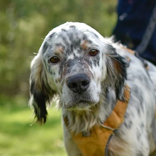 Pepper, male 4yo Mixed Breed for adoption at SPA de Loire Atlantique, Nantes